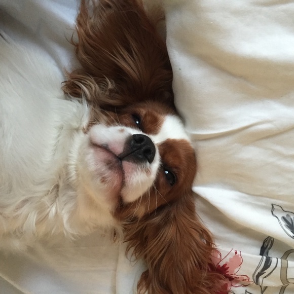 Meet your Posher - Picture 1 of 1